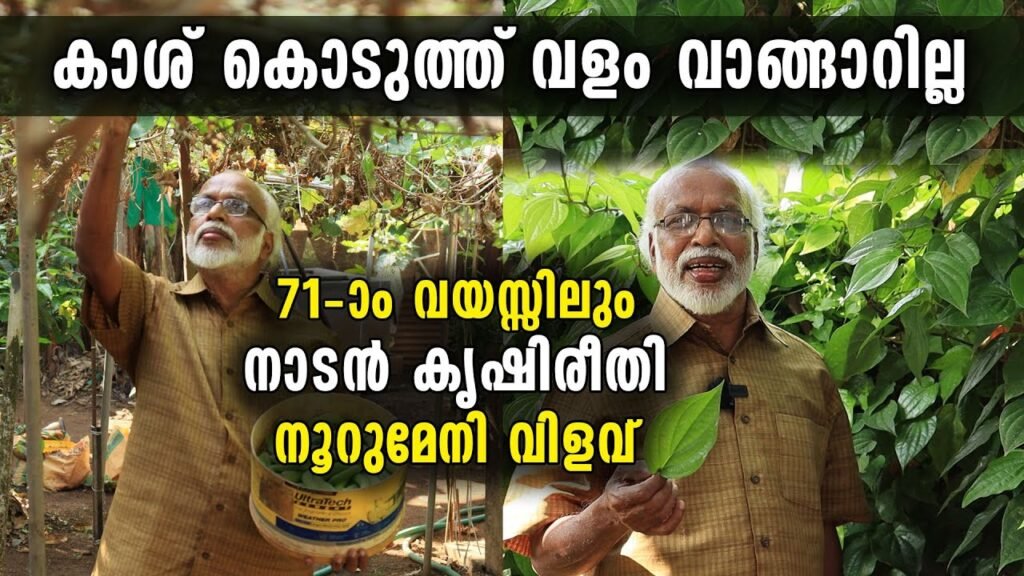 കാശ് കൊടുത്ത് വളം വാങ്ങാറില്ല, 71 ാം വയസ്സിലും നാടൻ കൃഷി രീതിയിൽ നൂറുമേനി വിളവ്