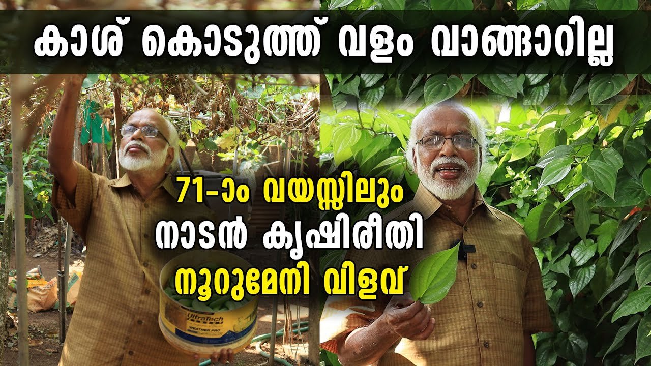 കാശ് കൊടുത്ത് വളം വാങ്ങാറില്ല, 71 ാം വയസ്സിലും നാടൻ കൃഷി രീതിയിൽ നൂറുമേനി വിളവ്