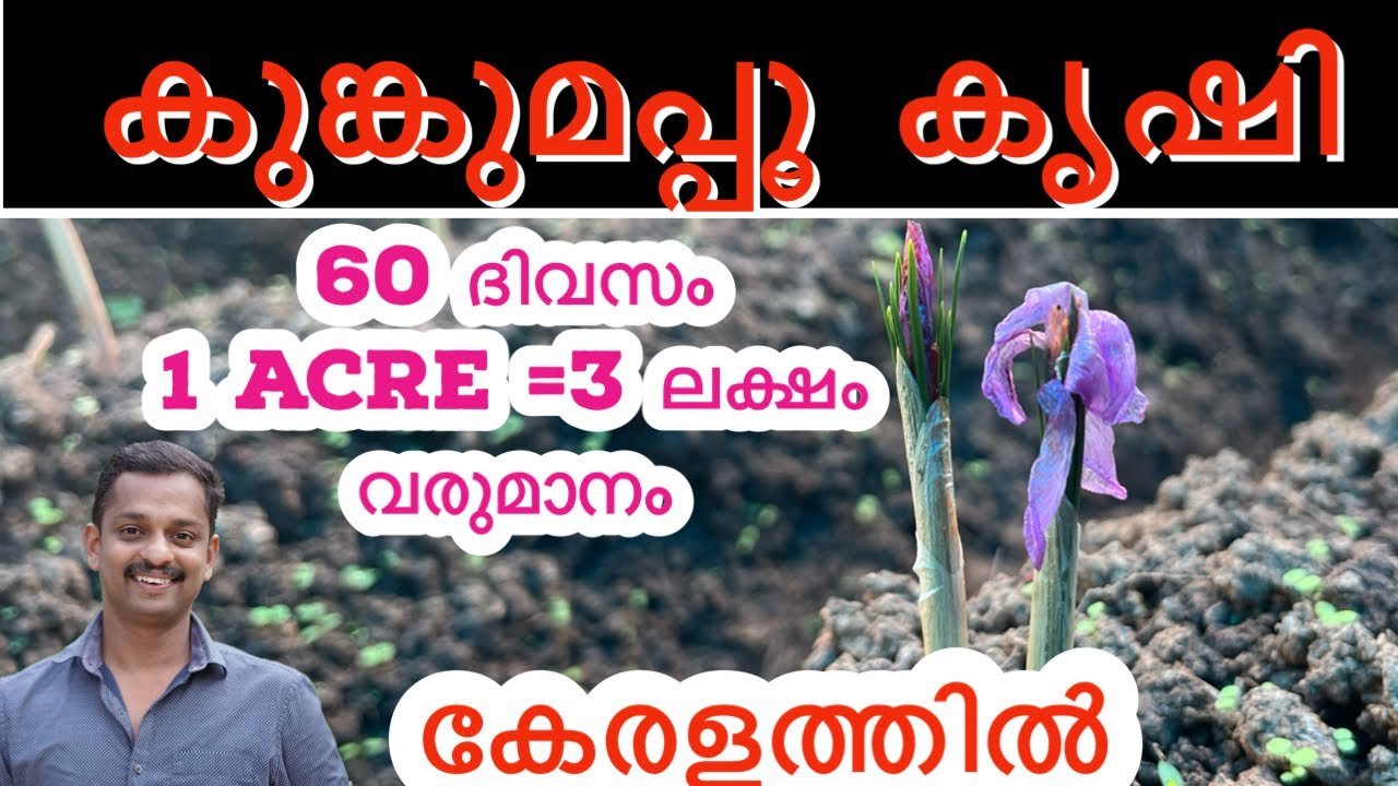 കുങ്കുമപ്പൂ കൃഷി; ഒരുപാട് വരുമാനം നേടിത്തരുന്ന കൃഷി | saffron cultivation