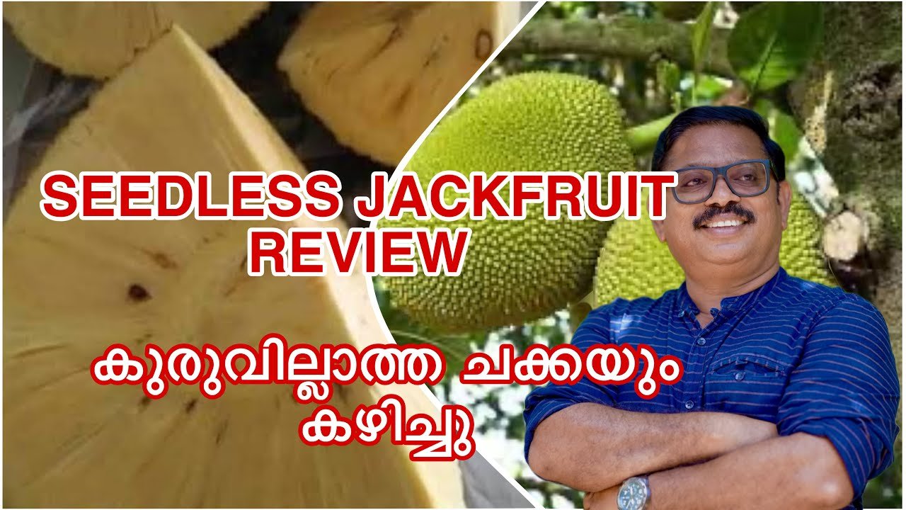 കുരുവില്ലാത്ത ചക്ക | റിവ്യൂ | seedless jackfruit review