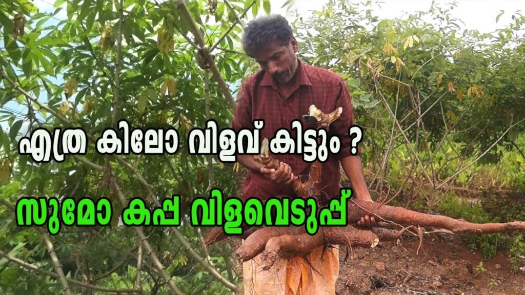 കൂടുതൽ കൃഷി വിഡിയോകൾ കാണാൻ