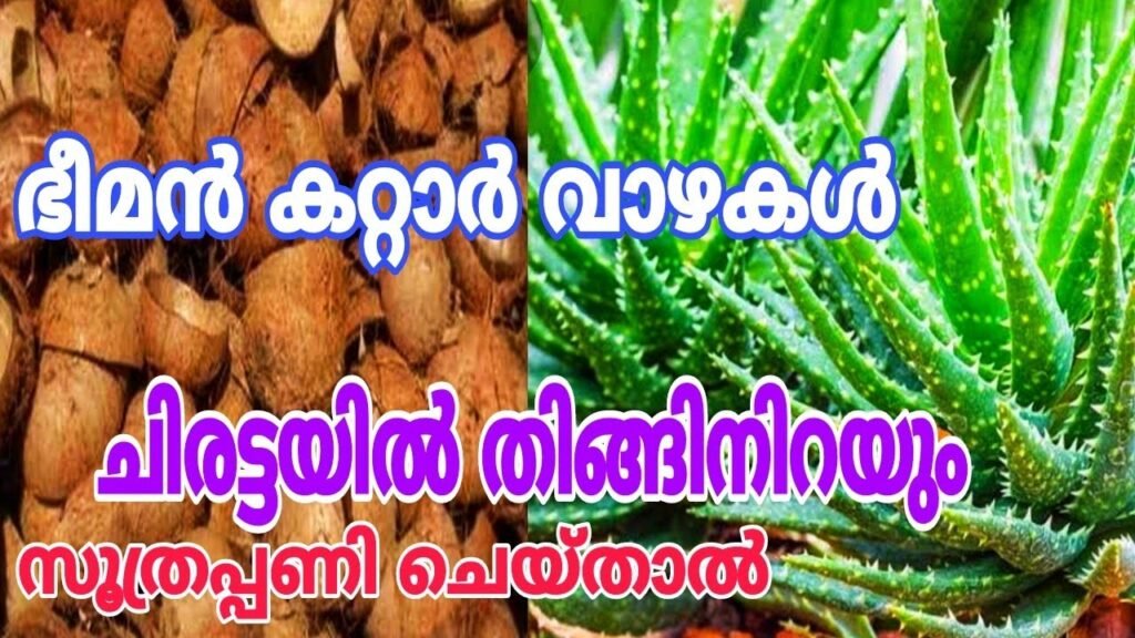 കൂറ്റൻ കറ്റാർ വാഴകൾ എളുപ്പത്തിൽ വളർത്തിയെടുക്കാം... | aloevera plant