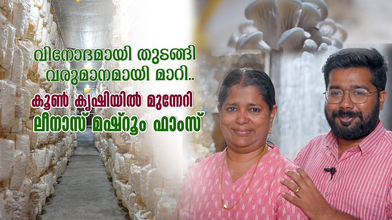 കൂൺ കൃഷിയിൽ മുന്നേറി ലീനാസ് മുഷ്‌റൂം ഫാംസ് | mushroom farm