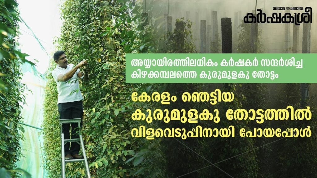 കേരളം ഞെട്ടിയ കുരുമുളക് തോട്ടത്തിലേക്ക് ഒരു യാത്ര, വിളവെടുപ്പ് കാണാം | pepper paddy