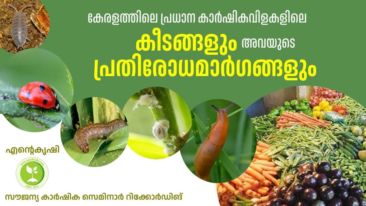 കേരളത്തിലെ പ്രധാന കാര്‍ഷികവിളകളും പ്രതിരോധമാര്‍ഗങ്ങളും | linto paul jacob | ലിന്റോ പോള്‍ ജേക്കബ്
