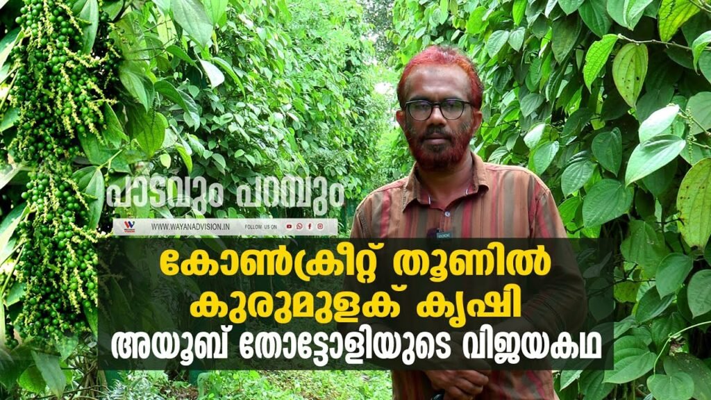 കോൺക്രീറ്റ് തൂണിൽ കുരുമുളക് കൃഷി | vietnam modal pepper cultivation | ayoob thottoli