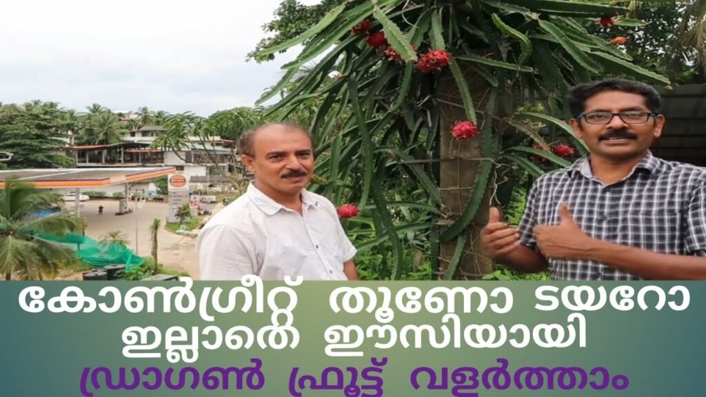 കോൺക്രീറ്റ് തൂണോ ടയറോ ഇല്ലാതെ ഈസിയായി ഡ്രാഗൺ ഫ്രൂട്ട് വളർത്താം | dragon fruit cultivation