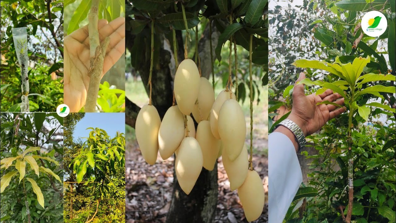 ഗ്രാഫ്റ്റിംഗ് ചെയ്യുന്നത് മുതൽ നാലുമാസം വരെയുള്ള വളർച്ച | sion: nam doc mai mango gold