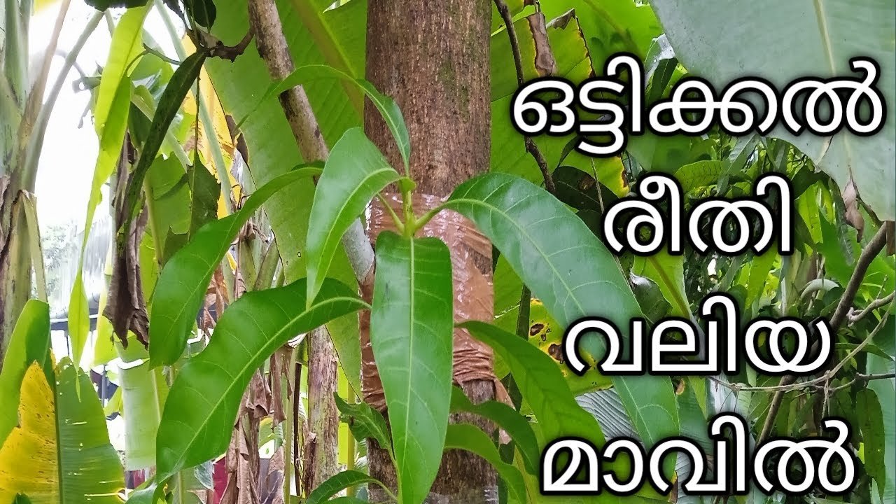 ഗ്രാഫ്റ്റിംഗ് രീതി വലിയ മാവുകളിൽ... | grafting in big mango trees