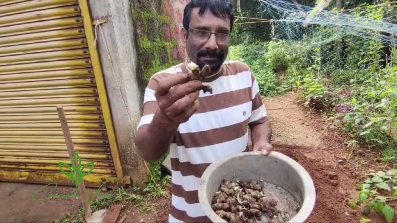 ചാക്കിലും ചട്ടിയിലും ഗ്രോബാഗിലും പറമ്പിലും ഇഞ്ചി ഇതുപോലെ കൃഷി ചെയ്യാം... | ginger farming