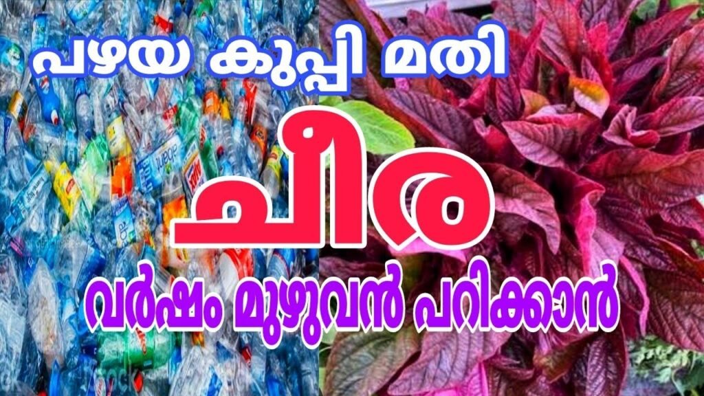 ചീര കൃഷി എളുപ്പത്തിൽ ആക്കാൻ പഴയ കുപ്പി മതി | spinach cultivation