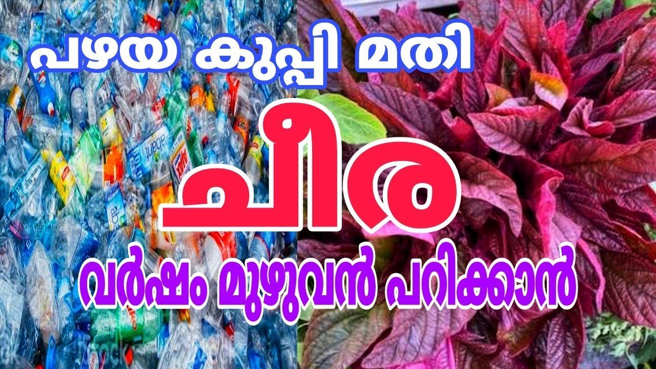 ചീര കൃഷി എളുപ്പത്തിൽ ആക്കാൻ പഴയ കുപ്പി മതി | spinach cultivation