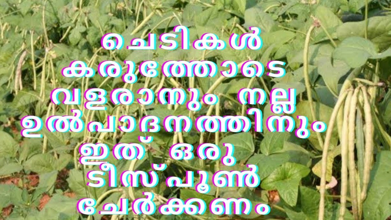 ചെടികൾ നല്ല കരുത്തോടെ വളരാനും നല്ല ഉത്പാദനത്തിനും ഇത് ഒരു ടീസ്പൂൺ ചേർത്താൽ മതി | steady growth for plants