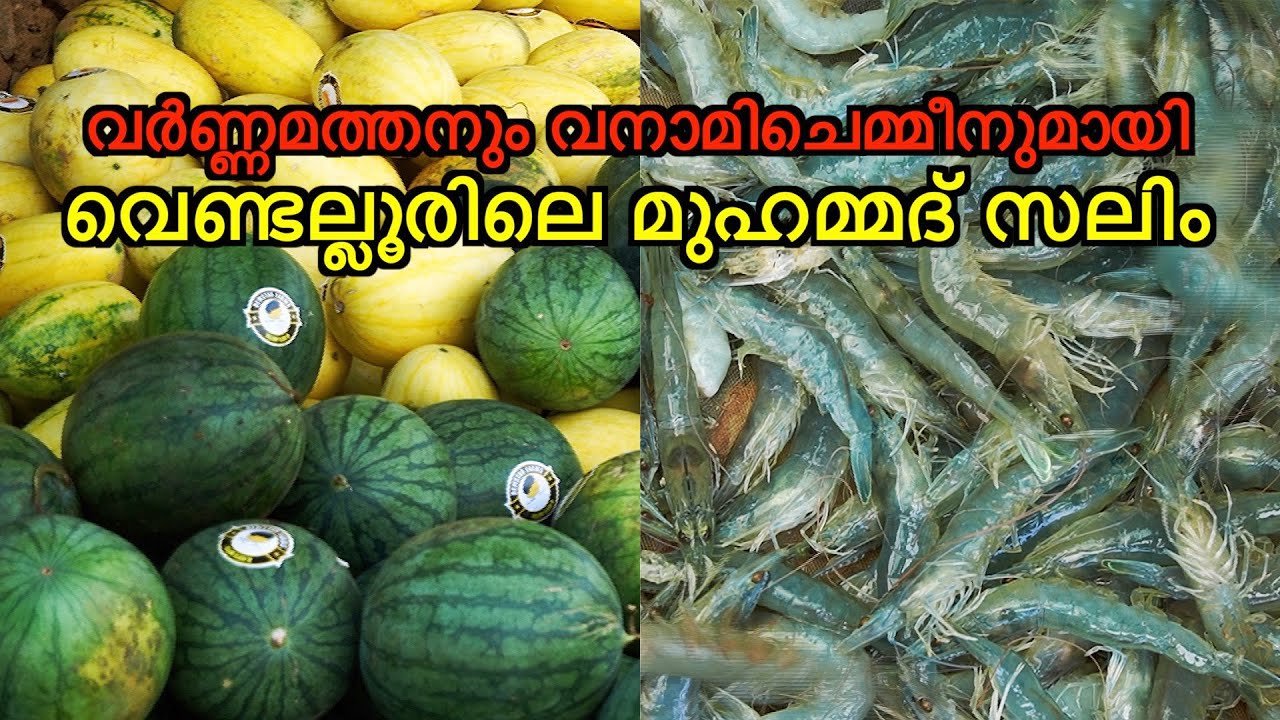 ഞങ്ങളും കൃഷിയിലേക്ക് വർണ്ണമത്തനും വനാമിചെമ്മീനുമായി വെണ്ടല്ലൂരിലെ മുഹമ്മദ് സലിം