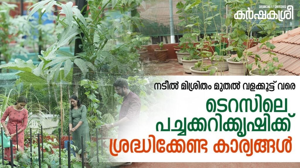 ടെറസിലെ പച്ചക്കറി; ശ്രദ്ധിക്കേണ്ട കാര്യങ്ങൾ | vegetables farming on terrace