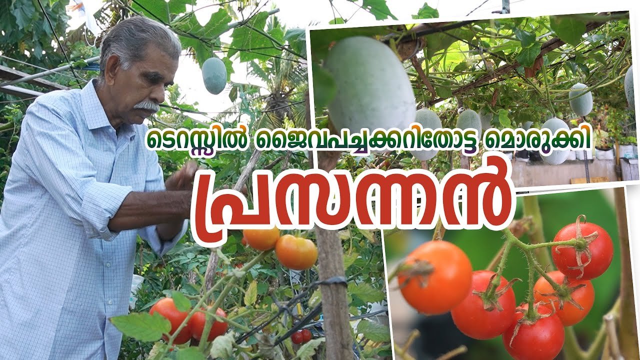 ടെറസിൽ ജൈവ പച്ചക്കറിതോട്ടമൊരുക്കി പ്രസന്നൻ | organic vegitable farm