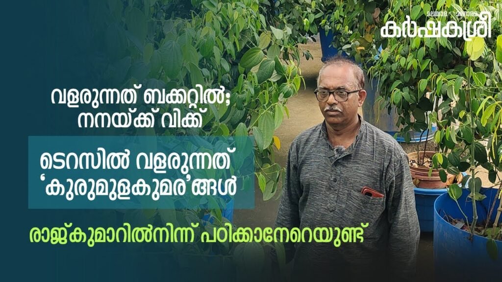 ടെറസിൽ വളരുന്നത് കുരുമുളക് മരങ്ങൾ ; രാജ്‌കുമാറിൽ നിന്ന് പഠിക്കാനേറെ | black pepper