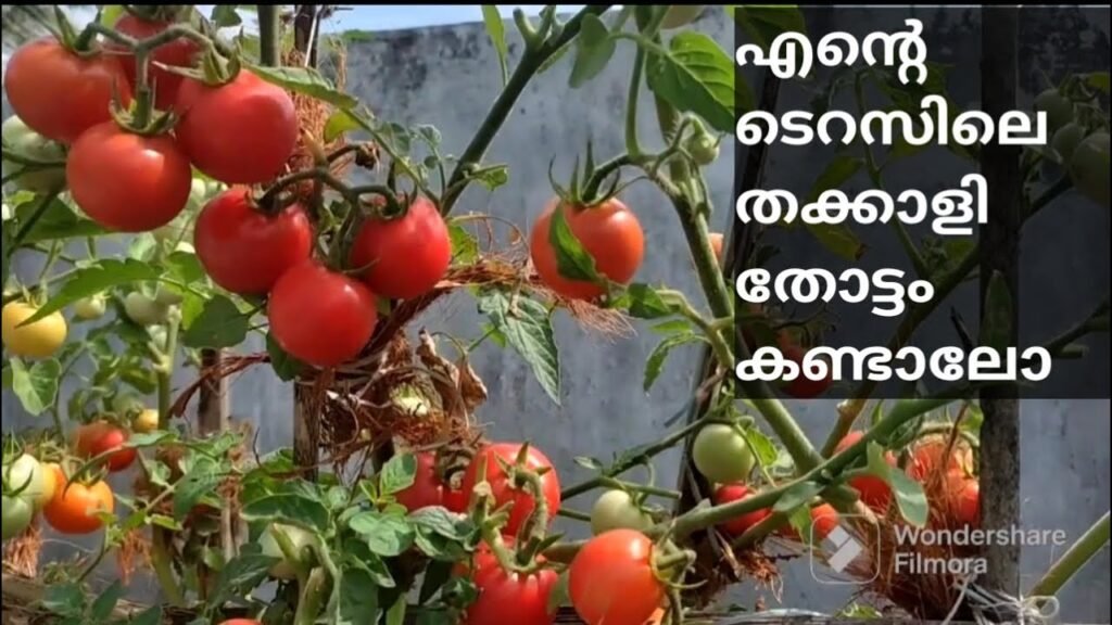 ടെറസ് ഗാർഡനിലെ തക്കാളി കൃഷി കാണാം | tomato farming on terrace garden