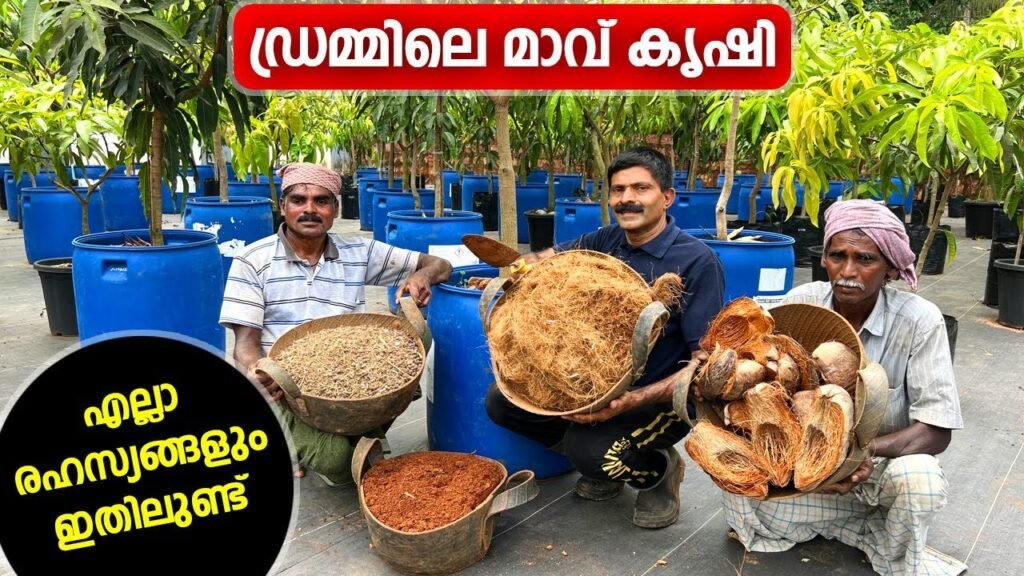 ഡ്രമ്മിലെ മാവ് കൃഷി; എല്ലാ രഹസ്യങ്ങളും ഇതിലുണ്ട് | mango farming