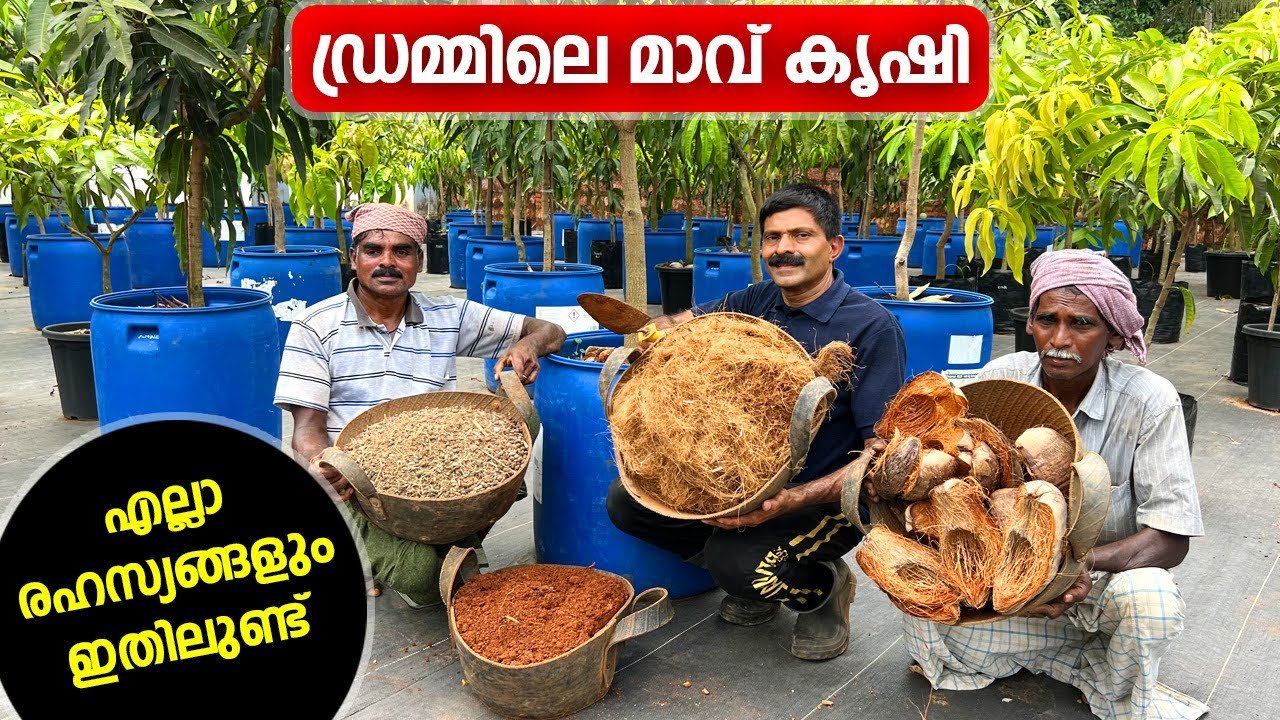 ഡ്രമ്മിലെ മാവ് കൃഷി ; എല്ലാ രഹസ്യങ്ങളും ഇതിലുണ്ട് | secrets of mango cultivation in drums