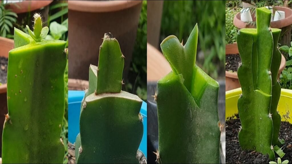 ഡ്രാഗൺ ഫ്രൂട്ടിലെ ഗ്രാഫ്റ്റിംഗ് എങ്ങനെ? | grafting dragon fruit plant