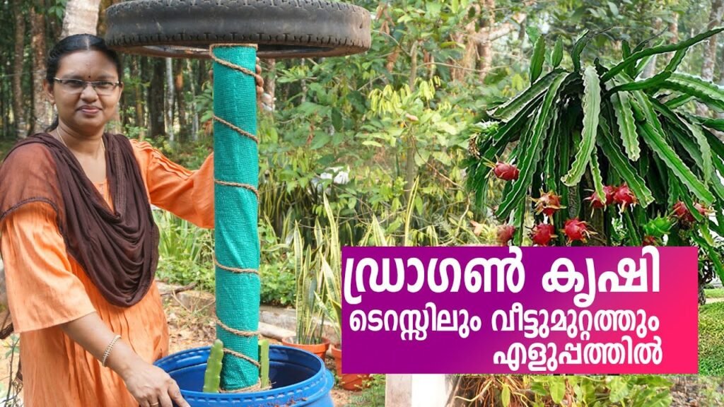 ഡ്രാഗൺ ഫ്രൂട്ട് കണ്ടെയ്നറിലും കൃഷി ചെയ്യാം | dragon fruit cultivation in containers