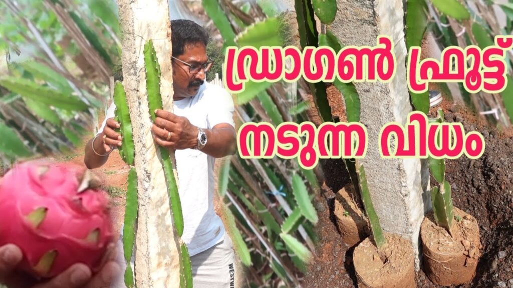 ഡ്രാഗൺ ഫ്രൂട്ട് നടുന്ന വിധം | cultivation of dragon fruit