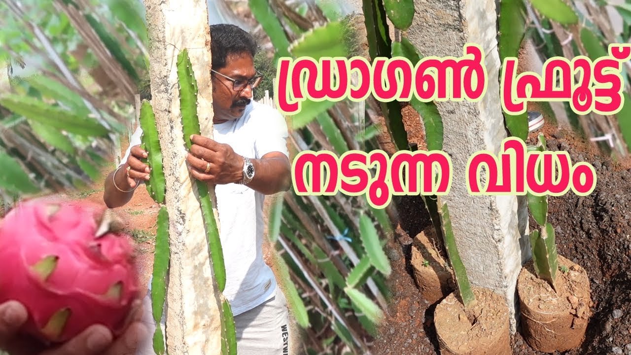 ഡ്രാഗൺ ഫ്രൂട്ട് നടുന്ന വിധം | cultivation of dragon fruit