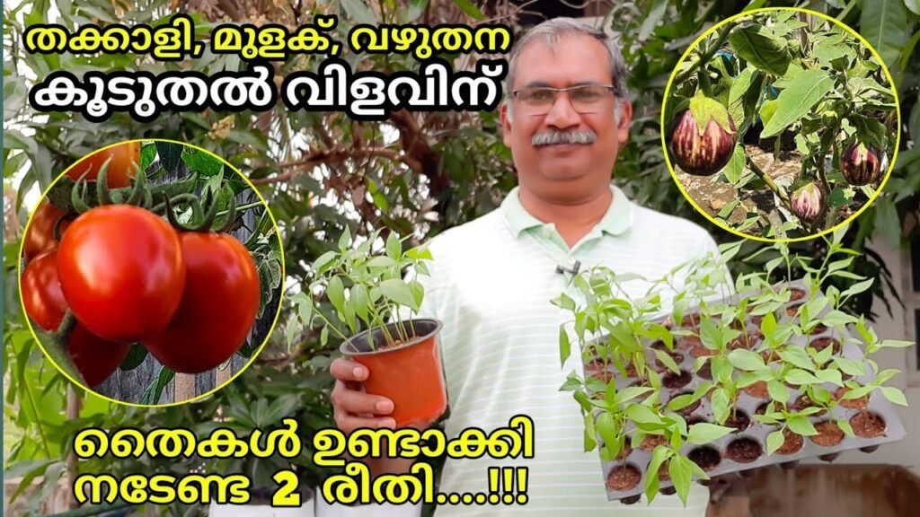 തക്കാളി,മുളക്,വഴുതന തൈകൾ ഉണ്ടാക്കി നടുമ്പോൾ ശ്രദ്ധിക്കേണ്ട കാര്യങ്ങൾ | how to germinate seeds at home