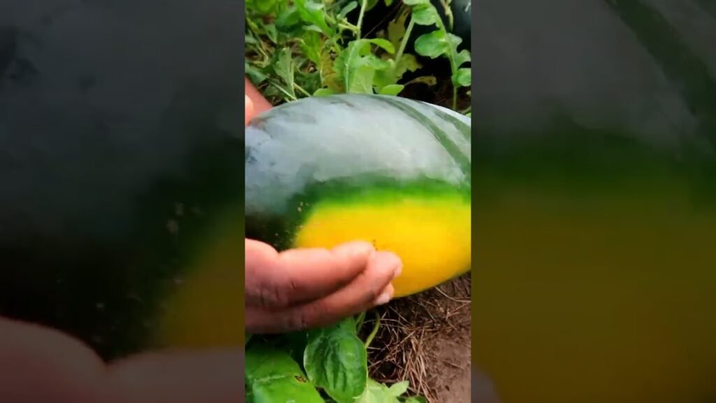 തണ്ണിമത്തന്റെ വിളവ് എങ്ങനെ മനസ്സിലാക്കാം | ripeness of watermelon
