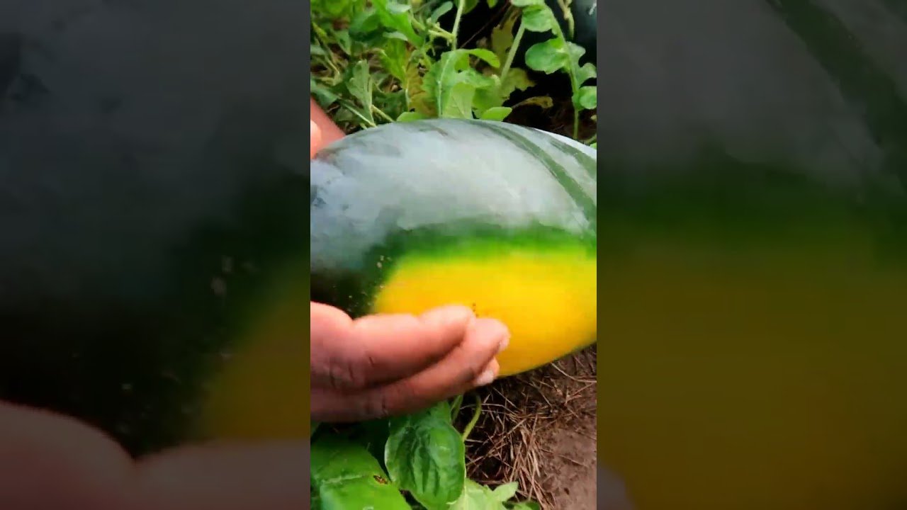 തണ്ണിമത്തന്റെ വിളവ് എങ്ങനെ മനസ്സിലാക്കാം | ripeness of watermelon
