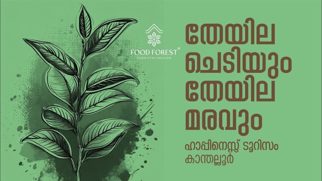 തേയില ചെടിയും തേയില മരവും: ഹാപ്പിനസ് ടൂറിസം കാന്തല്ലൂർ