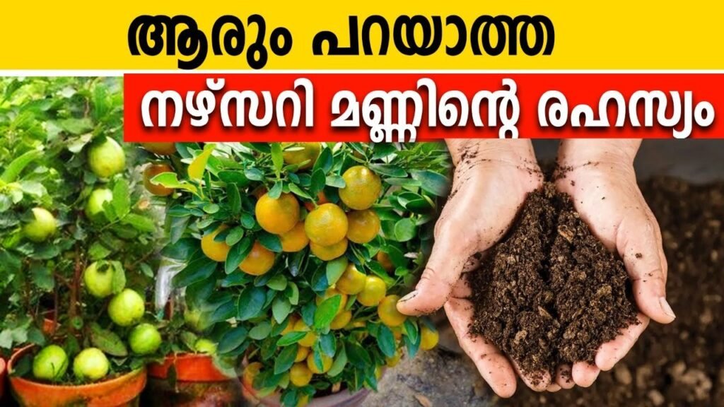 നഴ്സറി മണ്ണിന്റെ പിന്നിലെ രഹസ്യം; ഇതുപോലെ മണ്ണൊരുക്കിയാൽ എല്ലാം തഴച്ചു വളരും