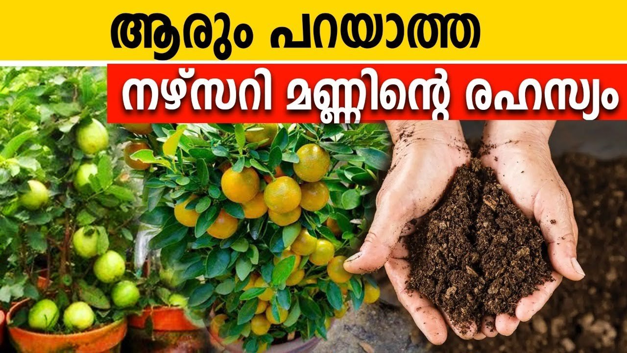 നഴ്സറി മണ്ണിന്റെ പിന്നിലെ രഹസ്യം; ഇതുപോലെ മണ്ണൊരുക്കിയാൽ എല്ലാം തഴച്ചു വളരും