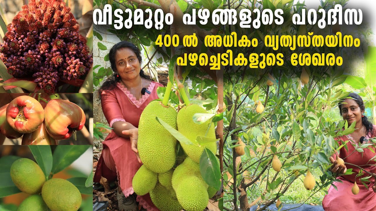 നാനൂറിൽ അധികം പഴച്ചെടികൾ ഡ്രമ്മിൽ കൃഷി ചെയ്യുന്ന വീട്ടമ്മ | a house wife who cultivate above 400 variety fruits