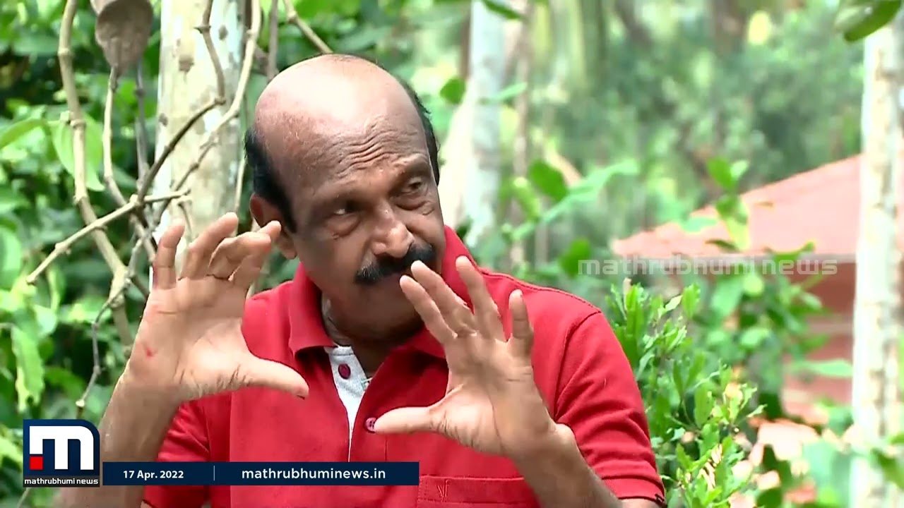 നൂറുമേനി വിളവ് തരുന്ന കുറ്റ്യാടി തെങ്ങുകൾ | kuttyadi coconut