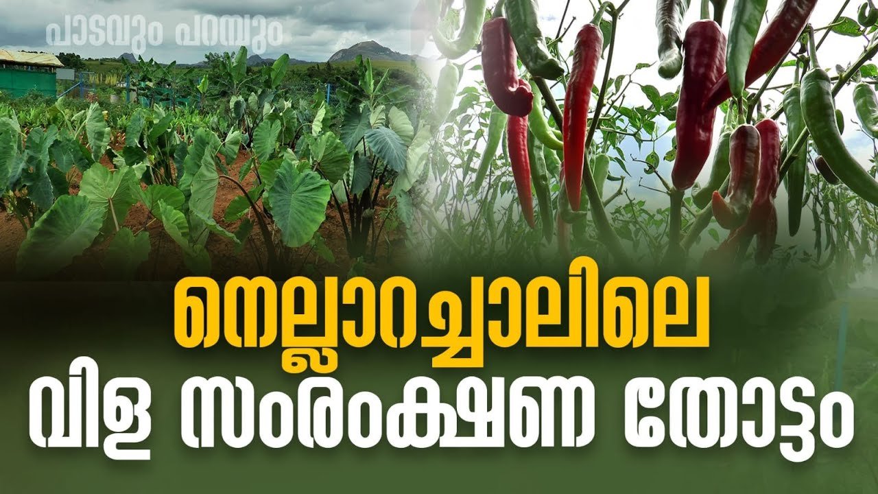 നെല്ലാറച്ചാലിലെ വിള സംരക്ഷണ കേന്ദ്രം | crops serving centre