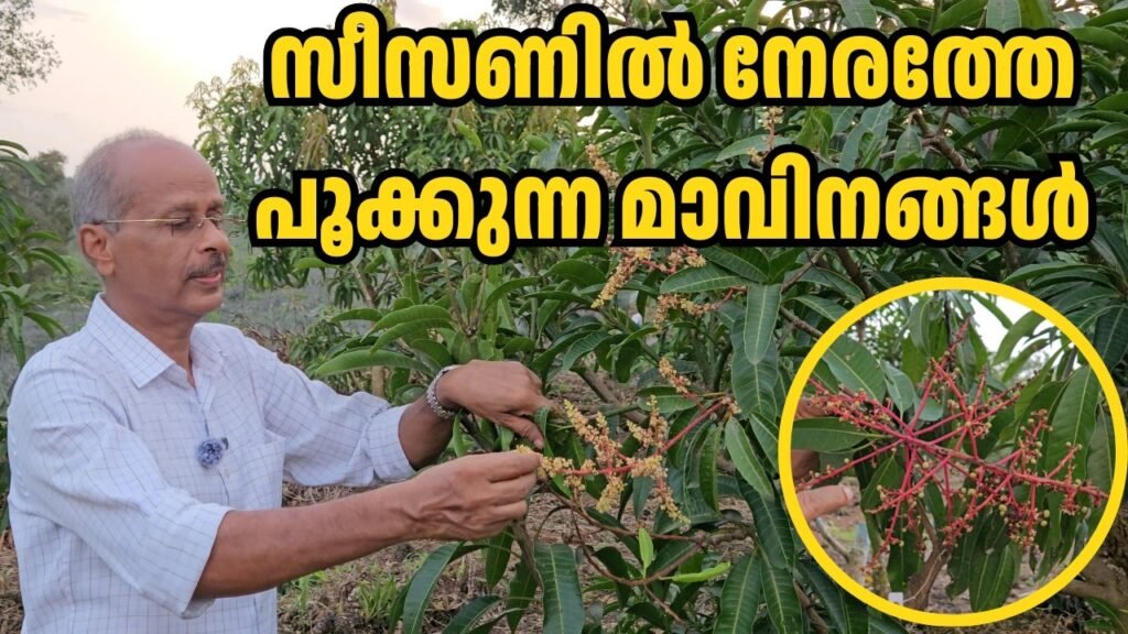 നേരത്തെ പൂക്കാൻ തുടങ്ങിയ ഈ മാവുകൾ ഏതാണെന്ന് അറിയാമോ? | don't wait for summer! meet the early bloomers