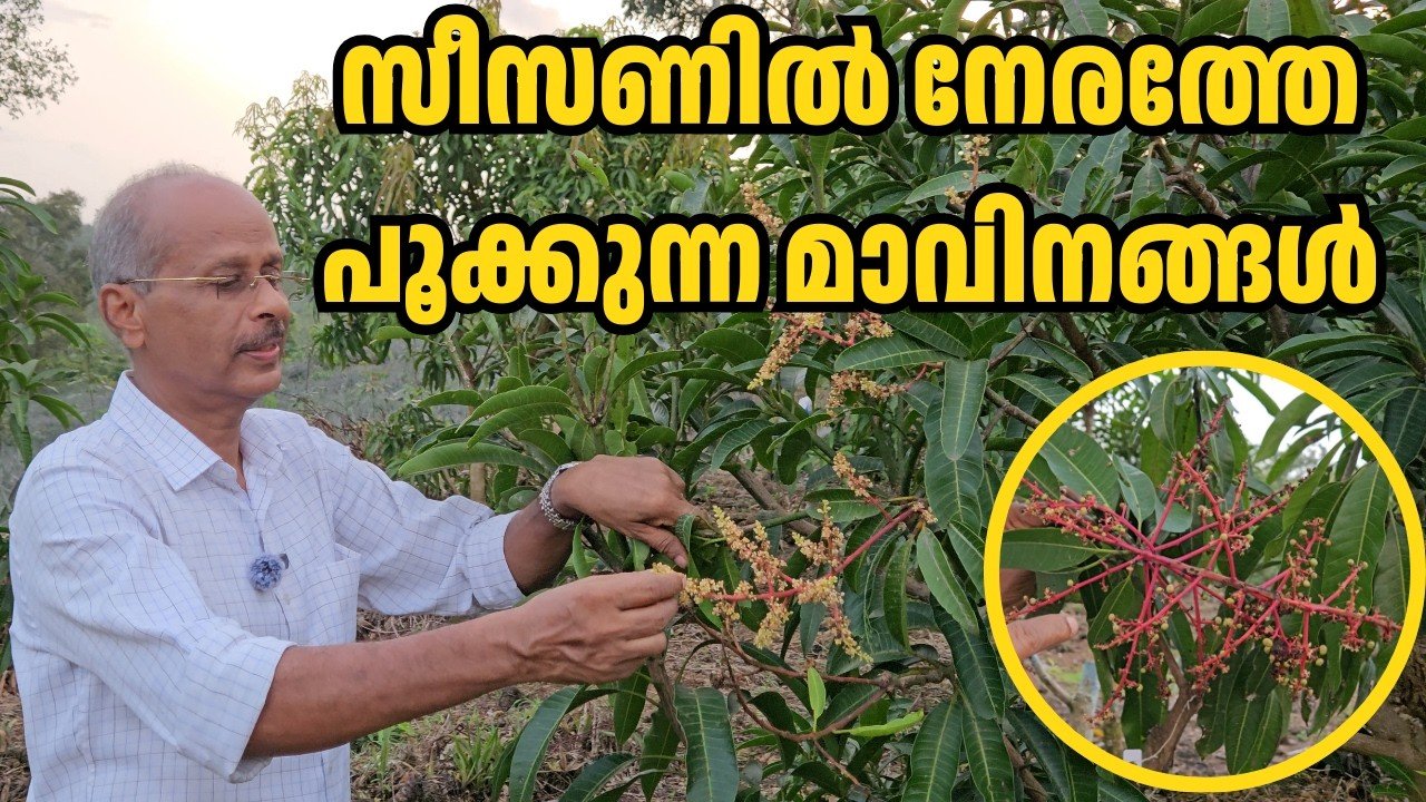 നേരത്തെ പൂക്കാൻ തുടങ്ങിയ ഈ മാവുകൾ ഏതാണെന്ന് അറിയാമോ? | don't wait for summer! meet the early bloomers