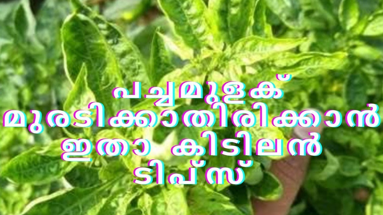 പച്ചമുളക് മുരടിക്കാതിരിക്കാൻ ഇതാ കിടിലൻ ടിപ്സ് | green chilli