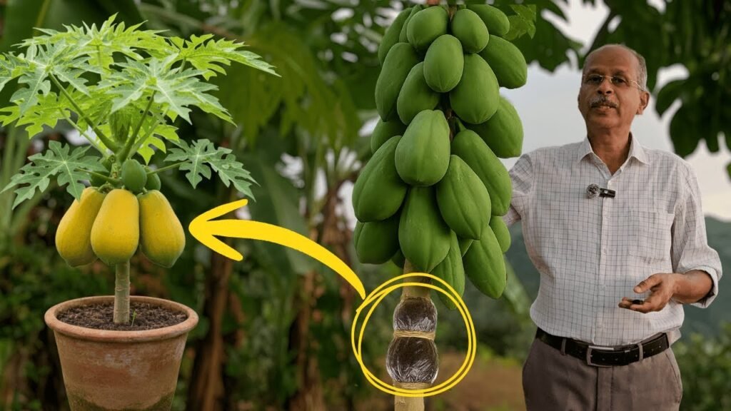 പപ്പായ ലെയറിംഗ് | papaya layering | dr johny thomas | mango hives