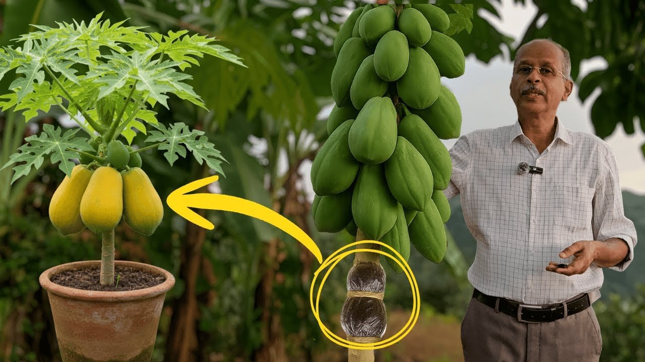 പപ്പായ ലെയറിംഗ് | papaya layering | dr johny thomas | mango hives