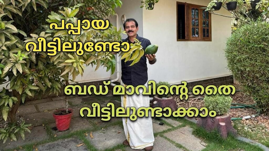 പപ്പായയും മാവിൻ കൊമ്പും മതി, തൈ റെഡി | air layering