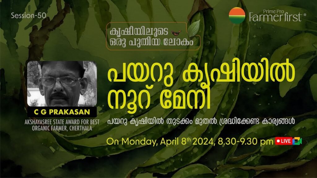 പയറു കൃഷിയിൽ നൂറ് മേനി