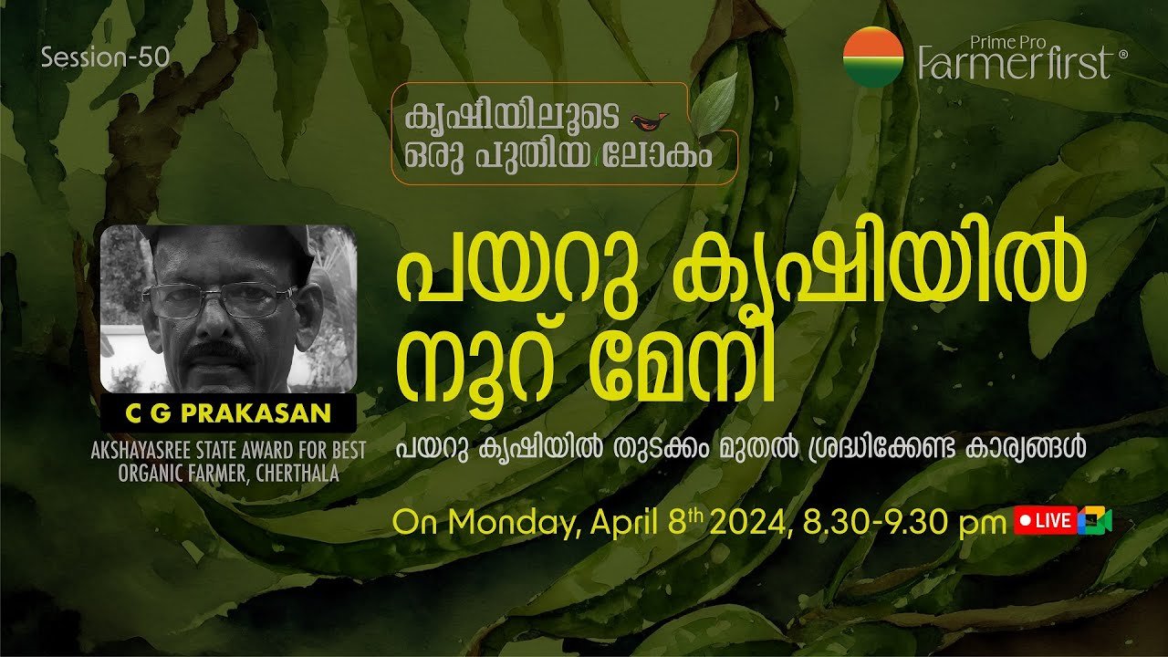 പയറു കൃഷിയിൽ നൂറ് മേനി