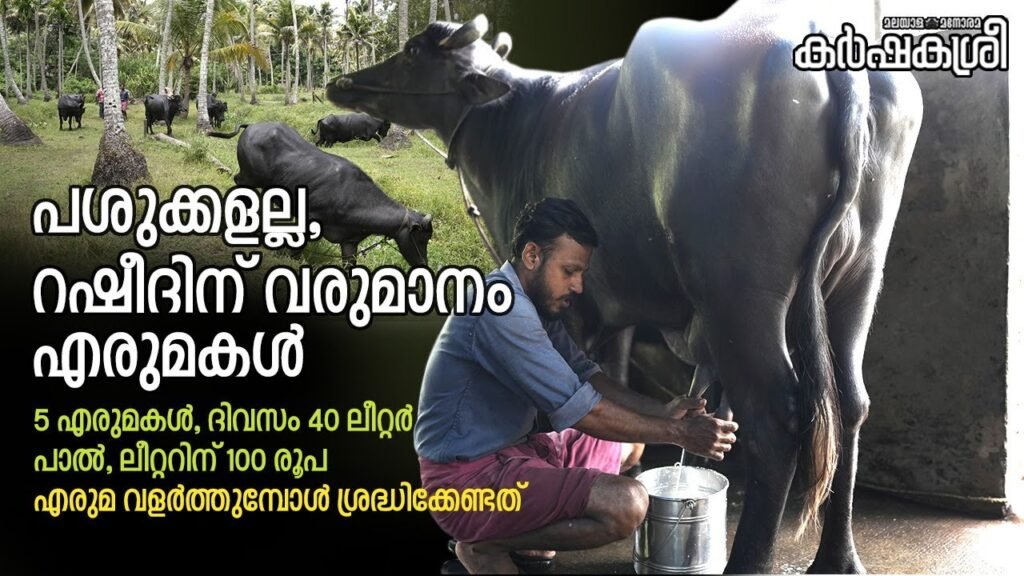 പശുക്കളല്ല; റഷീദിന് വരുമാനം എരുമകൾ | buffalo
