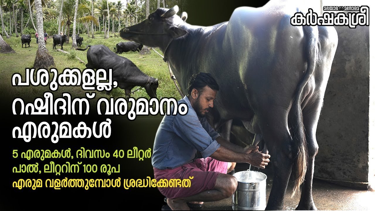 പശുക്കളല്ല; റഷീദിന് വരുമാനം എരുമകൾ | buffalo