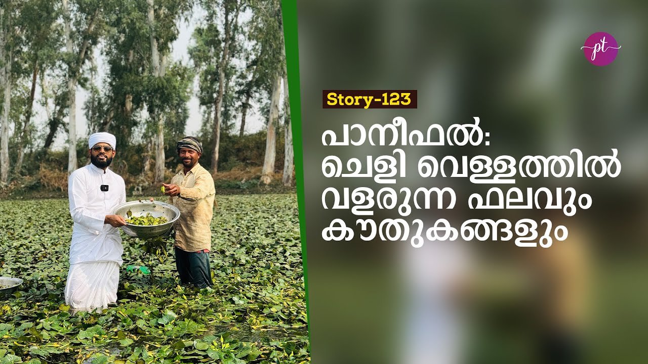 പാനീഫൽ: ചെളി വെള്ളത്തിൽ വളരുന്ന ഫലവും കൗതുകങ്ങളും | story 123