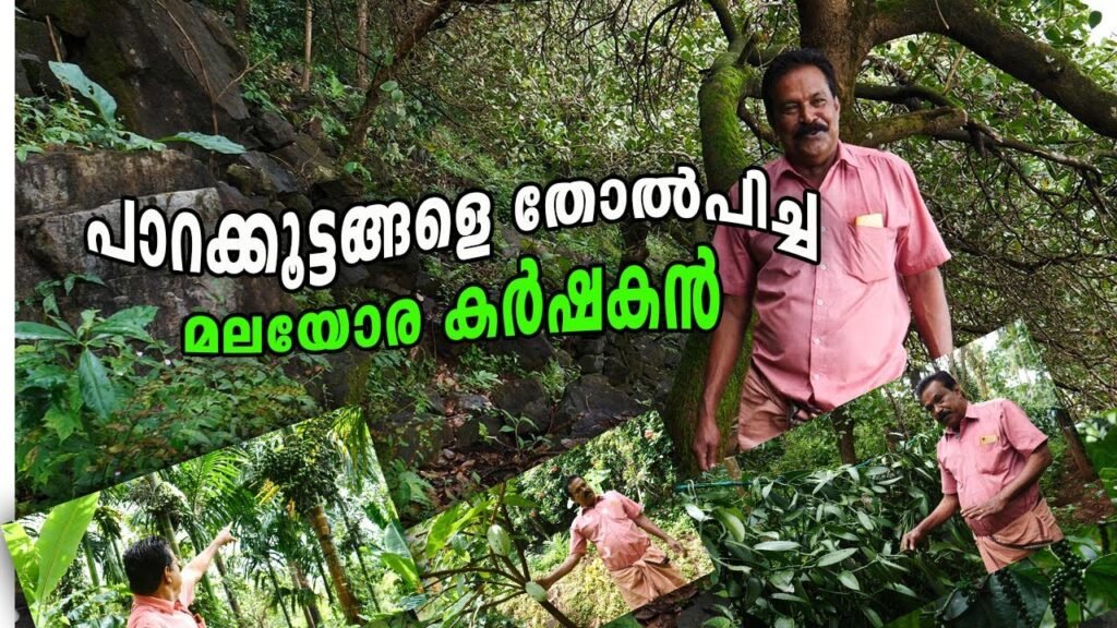 പാറക്കൂട്ടങ്ങൾക്കിടയിൽ പൊന്ന് വിളയിക്കുന്ന കർഷകൻ