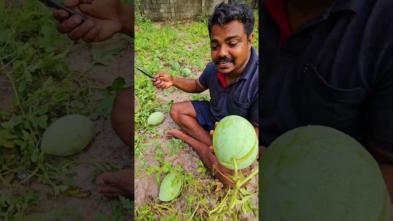 പുറം പച്ച ഉള്ള് മഞ്ഞ